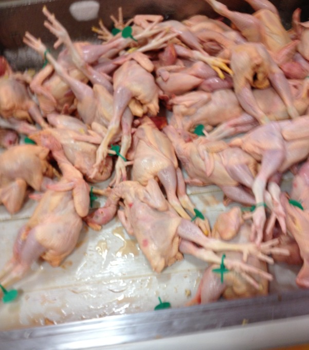Chicken Auschwitz